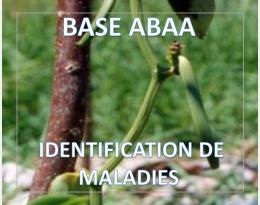 Fusariose de la vanille
