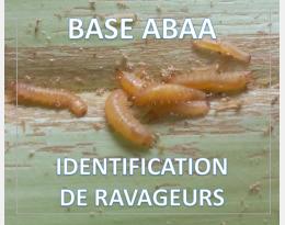Hispine du cocotier