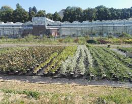 Photo d'une gamme cultivée dans le programme Hortipépi II