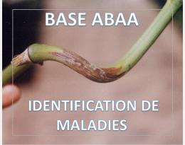 Pourriture noire ou mildiou du vanillier