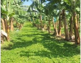 plantes de service banane