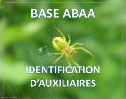 Araignées