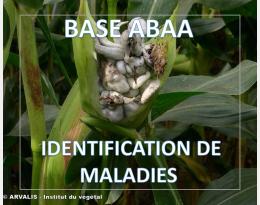 Charbon commun du maïs