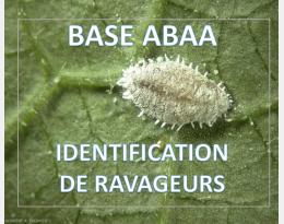 Cochenille farineuse de l’oranger