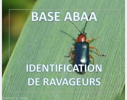 Criocères des céréales