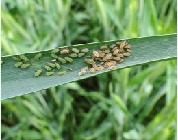 Surveiller les pucerons des épis jusqu’au stade grain pâteux