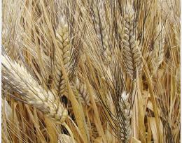 Comment gérer le ray-grass dans le blé dur ?
