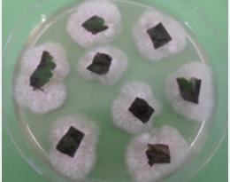 gliocladium