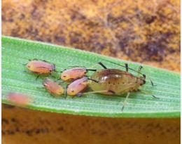 Reconnaître les espèces de pucerons qui colonisent les céréales à paille