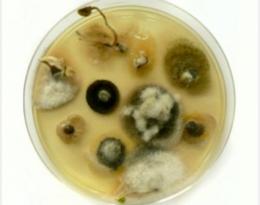 Virulence des champignons phytopathogènes : cas d'Alternaria brassicicola