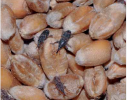 Dossier stockage - Alternative aux insecticides : éliminer les insectes par la chaleur