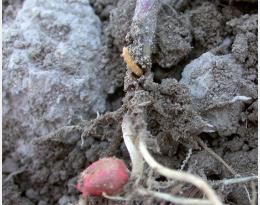 Taupins sur maïs et pommes de terre : des solutions de biocontrôle à l’étude