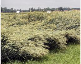 Verse du triticale : tenir compte de la sensibilité variétale