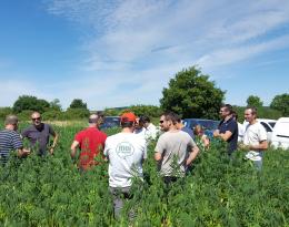 Groupe Agilemc2 dans une parcelle de chanvre