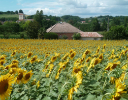 Tournesol : tolérances aux maladies et précocité doivent guider le choix variétal