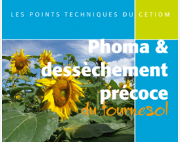 Phoma et déssechement précoce du tournesol : reconnaissance des symptômes