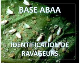 Aleurode des serres