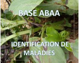Ascochytose de la féverole