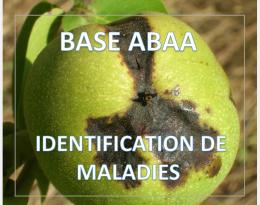 Bactériose du noyer