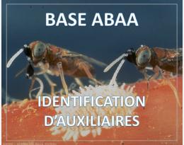 Hyménoptères parasites de cochenilles
