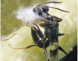 Neodryinus typhlocybae