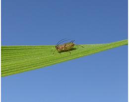 Comment observer les pucerons sur les plantes pour évaluer le risque au jour le jour ?