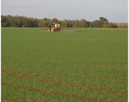 Lutte insecticide contre les pucerons : mieux vaut tard que jamais !