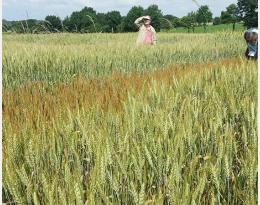 Le comportement des variétés de céréales à paille conduites en AB 