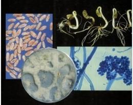 maladies semences