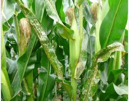 Suivre le développement des maladies foliaires sur maïs