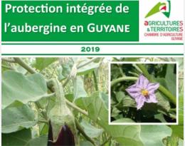 pic guyane aubergine