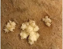 Le contrôle de la germination des tubercules démarre au champ