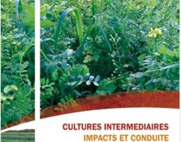 Cultures Intermédiaires Impacts et conduites