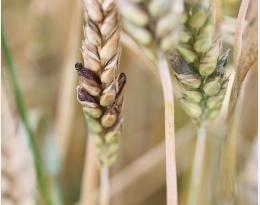 Garantir la santé des consommateurs en maîtrisant les contaminations des matières premières : cas des alcaloïdes de l’ergot et du datura