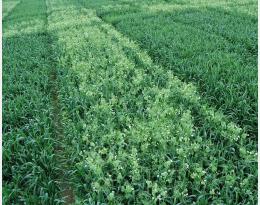 La culture associée de blé et de pois protéagineux d’hiver : une possibilité de diversification pour une agriculture durable et respectueuse de l’environnement