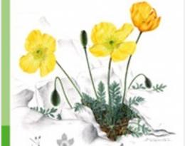 Flora gallica