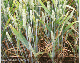 Gestion du risque : activer tous les leviers agronomiques