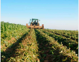 BIOCONTROLE, QUELLE PLACE EN POMME DE TERRE ?