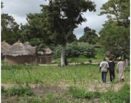 AGROFORESTERIE : L’ARBRE REVIENT AU CHAMP