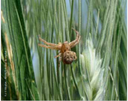 Grandes cultures: une biodiversité méconnue