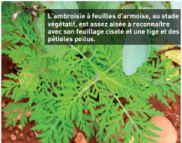 Ambroisie à feuille d’armoise : Des leviers agronomiques pour sa gestion en AB