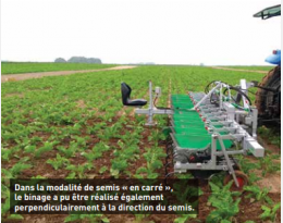 Désherbage de la betterave bio : L’implantation, un levier agronomique important