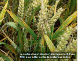 Lutte contre la septoriose en blé : le soufre confirme son efficacité au T1