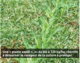 Biocontrôle des maladies et des ravageurs : Des réponses efficaces