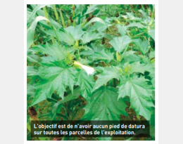 Question d'actu : Pourquoi faut-il lutter contre le datura ?