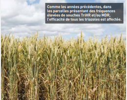 Maladies des céréales à paille : préserver l’efficacité des fongicides