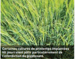 Glyphosate : Peut-on s’en passer et avec quelles conséquences ?