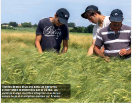 Variétés d’orge d’hiver : beaucoup d'escourgeons tolérants à la JNO en 2019