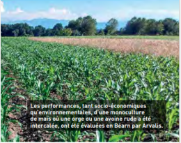 Réseaux Syppre : Introduire une céréale dans une monoculture de maïs