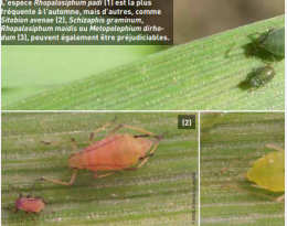 Protection intégrée : lutter contre la jaunisse nanisante sans imidaclopride